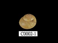 藏品(臺灣球蝸牛)的圖片